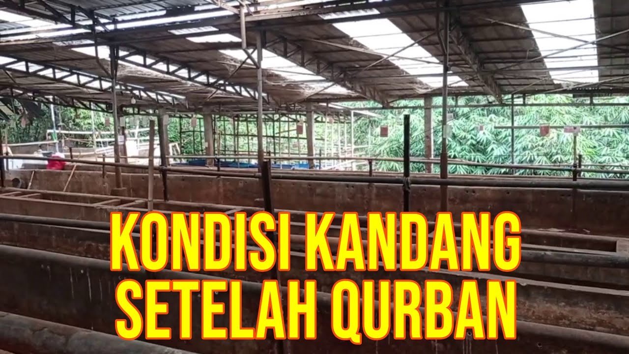 
                                 Kandang-Sapibagus-Setelah-Qurban-2022